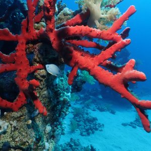 coral