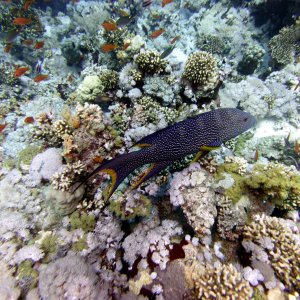 Jackson Reef