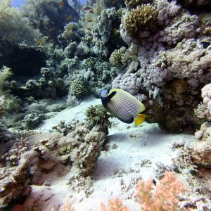Butterfly at Gordon Reef