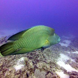 Napoleon wrasse at Near Garden