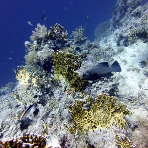 Another fish at Lighthouse Reef