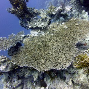 Table coral at Lighthouse Reef