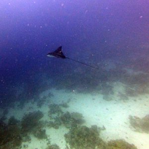 Eagle ray at Lighthouse Reef