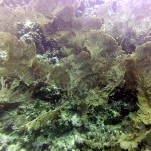 Fan coral at Ras Umm Sid