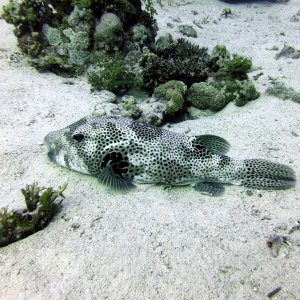 Puffer at Ras Umm Sid