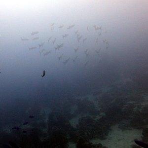 Stacked barracuda at at Ras Umm Sid