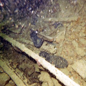 Someone lost their shoe on the Thistlegorm