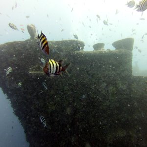 Thistlegorm