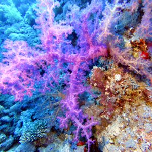 Pretty purple coral on Shark Reef