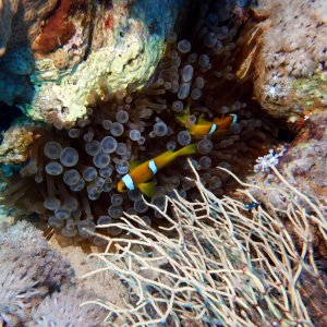 Nemo and his dad at Shark Reef