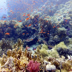 Shark Reef
