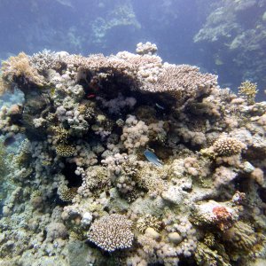MICR0432.JPG