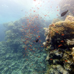 Shark Reef