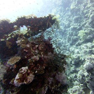 Table coral at Ras Zat'ar