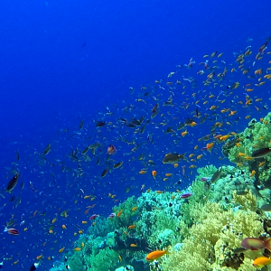 anthias 2.png