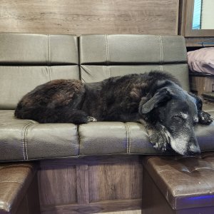 Ellie snoozing in the RV