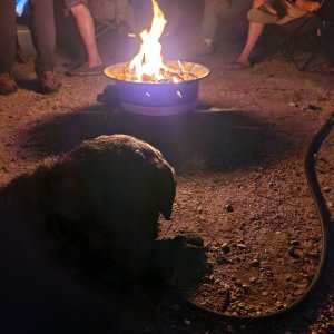 Ellie relaxing by the fire