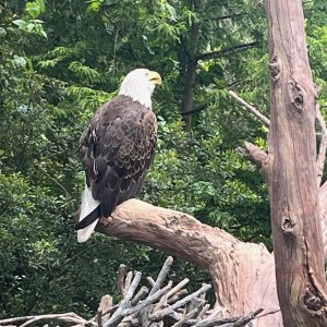 Hey there Bald Eagle