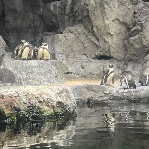 P-p-p-p-penguins
