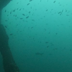 Shark on rig