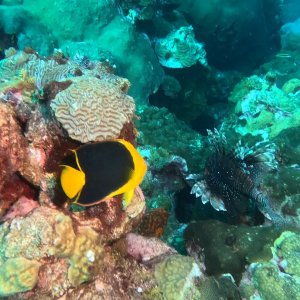 Rock beauty and lionfish