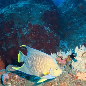 Angel fish