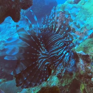 Lionfish