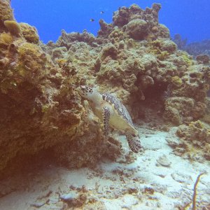 10 - Turtle feeding