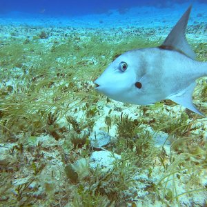 13 - shoals of these on the grasses