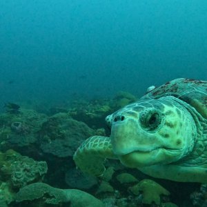 Turtle Closeup