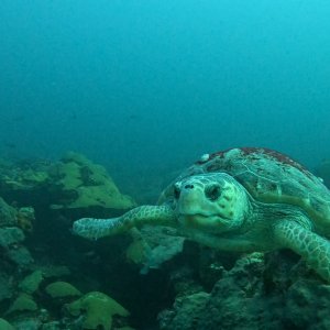 Turtle Swimming toward me