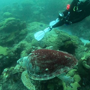 Turtle Near Laura aka Manta