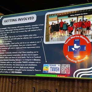 TMMSN details 1