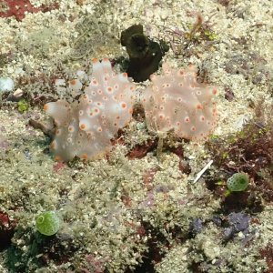 Sexy nudis