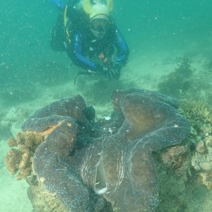 McLOT for scale