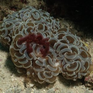 Orangutan crab