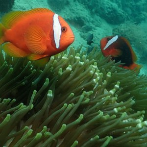 Clowfish