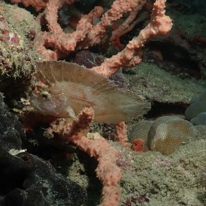 Cockatoo Waspfish