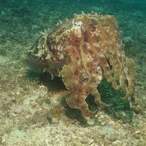 Giant cuttlefish
