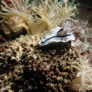 'nother nudi