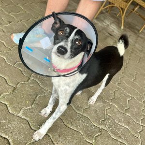 The cone of shame