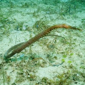 Pipefish