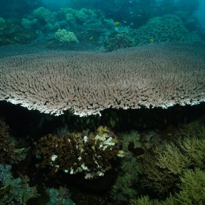 Healthy coral everywhere