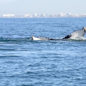 a wave goodbye