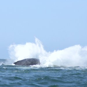 Splash