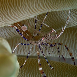 Bonaire_DSO-2.jpg