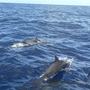 2025 0930 Moorea Dolphins2*.jpg