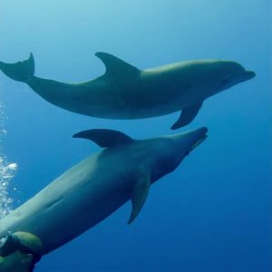Dolphin Encounter!
