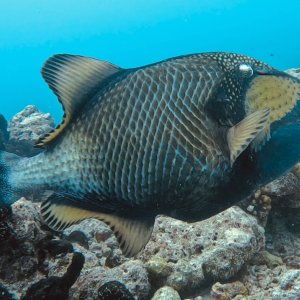 Unknown fish