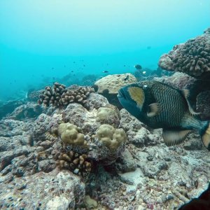 Titan Triggerfish